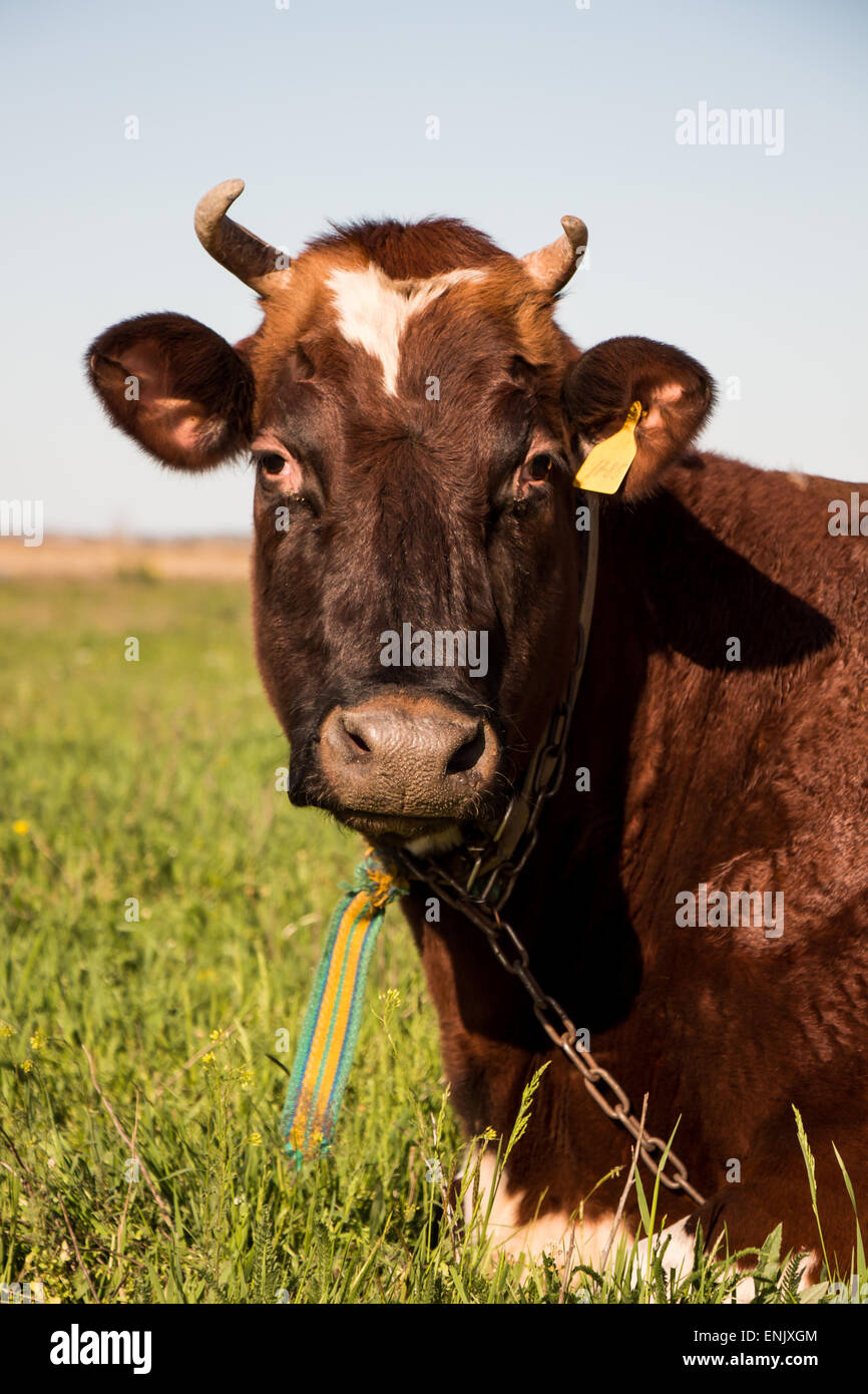 Cow portrait on a meadow Stock Photo - Alamy
