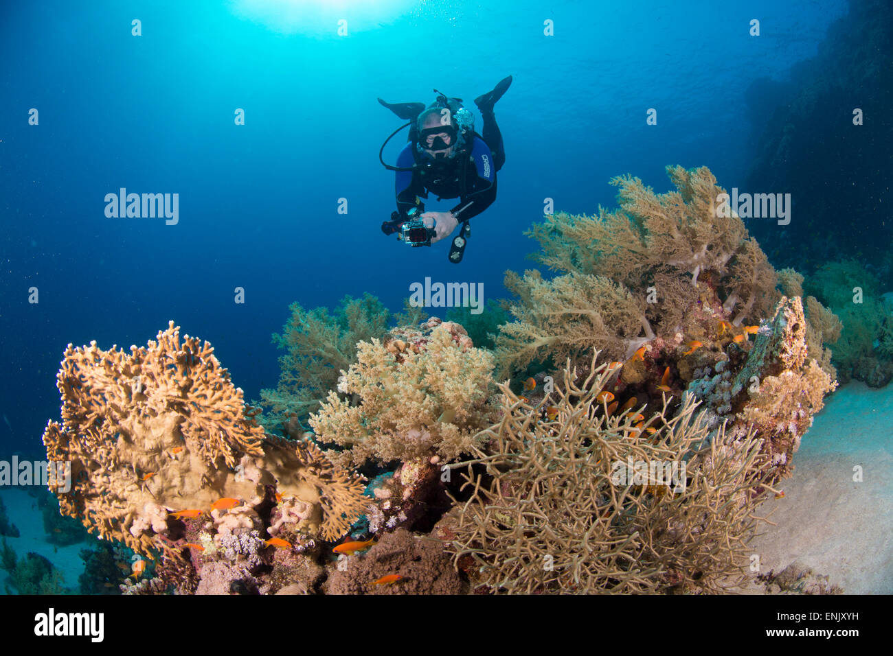 Camera being used by diver underwater in the Red Sea, Egypt, North