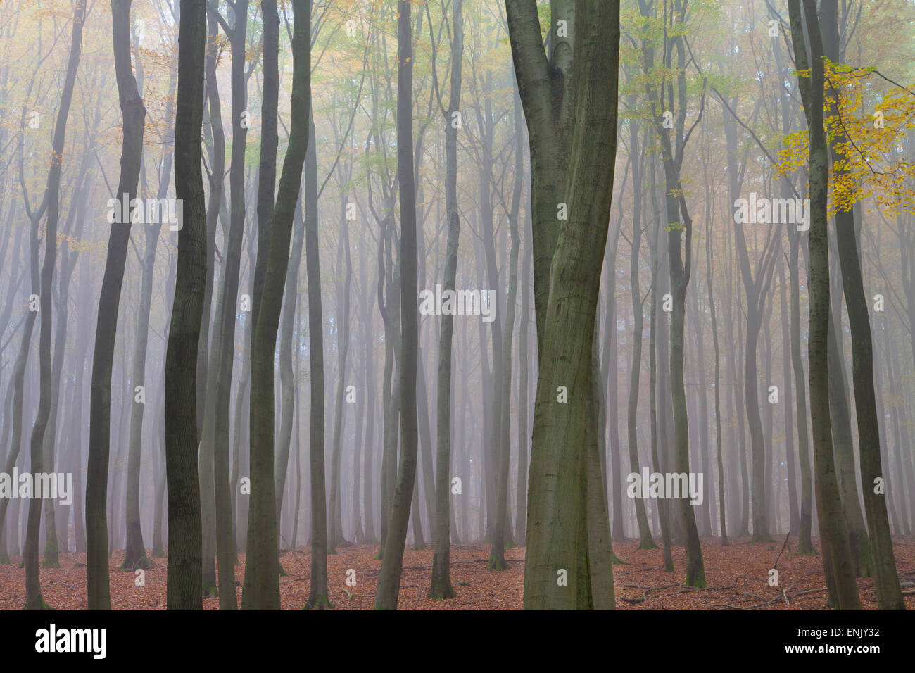Forest in fog, near Frankfurt, Germany, Europe Stock Photo