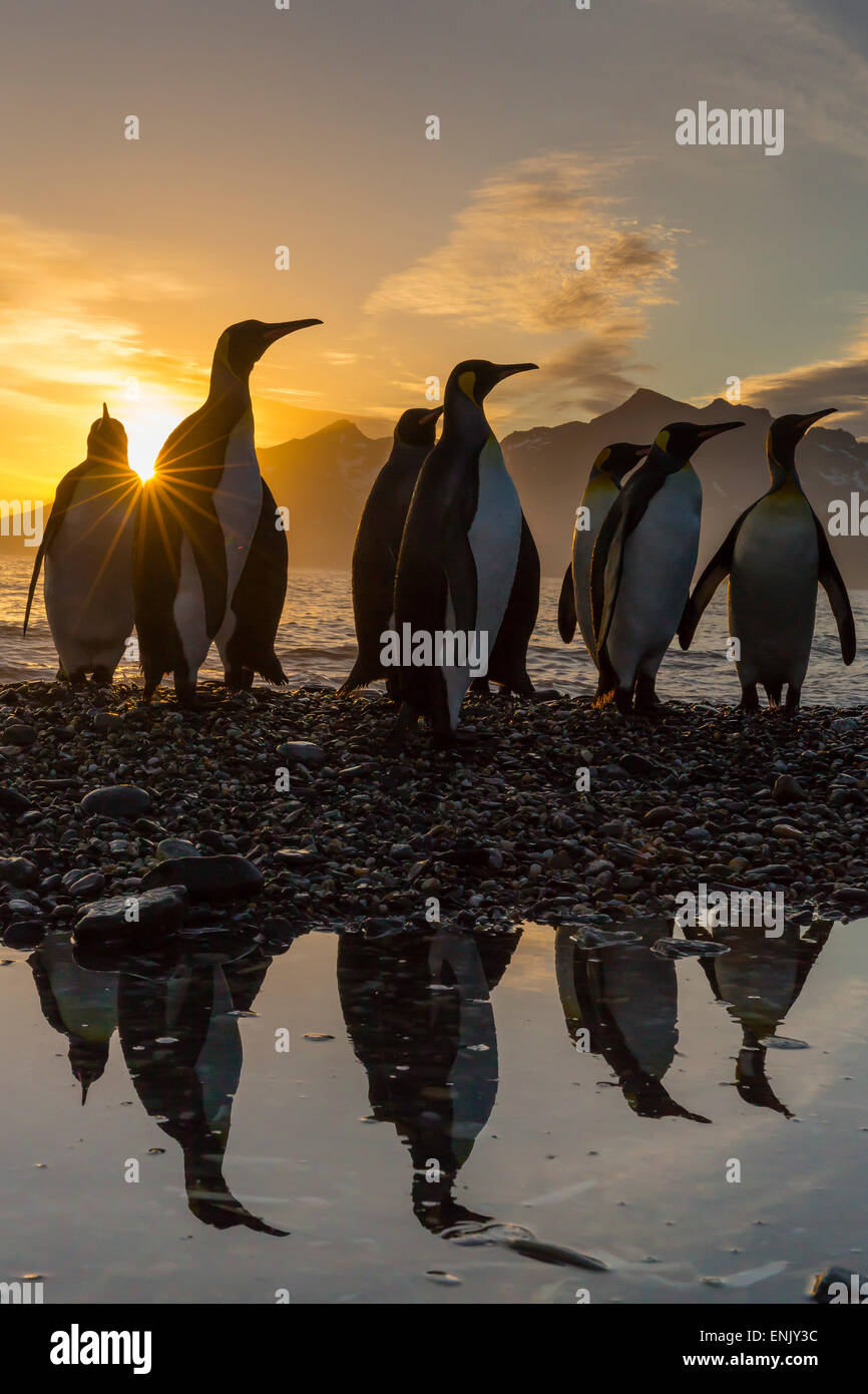 King penguins (Aptenodytes patagonicus) at sunrise, in St. Andrews Bay, South Georgia, Polar Regions Stock Photo
