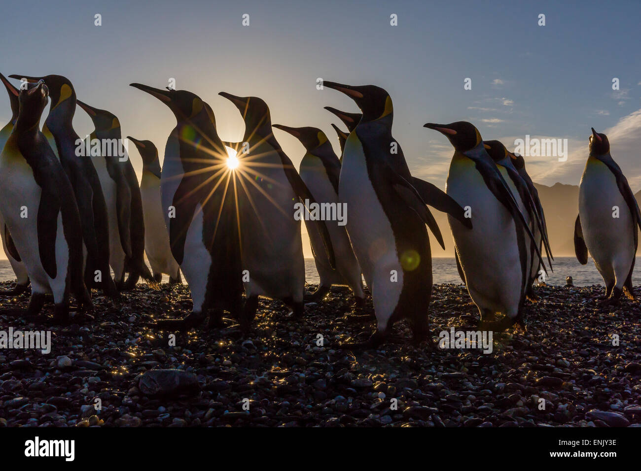 King penguins (Aptenodytes patagonicus) at sunrise, in St. Andrews Bay, South Georgia, Polar Regions Stock Photo