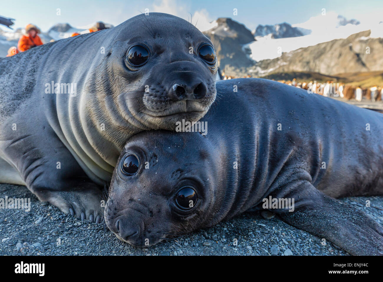 Southern elephant seal pups (Mirounga leonina), Gold Harbor, South Georgia, Polar Regions Stock Photo