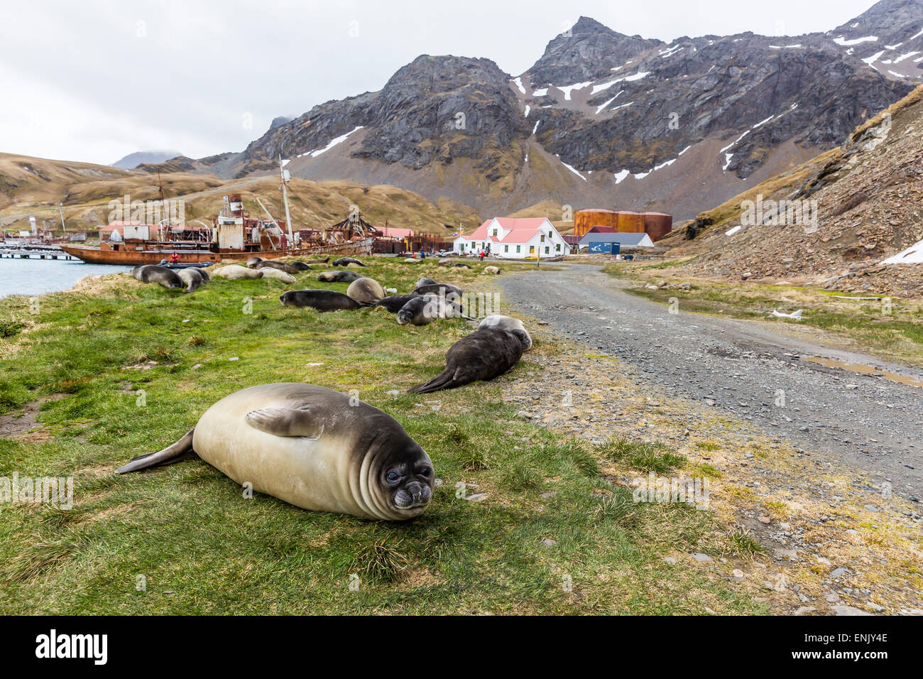 Southern elephant seal pups (Mirounga leonina) after weaning in Grytviken Harbor, South Georgia, Polar Regions Stock Photo