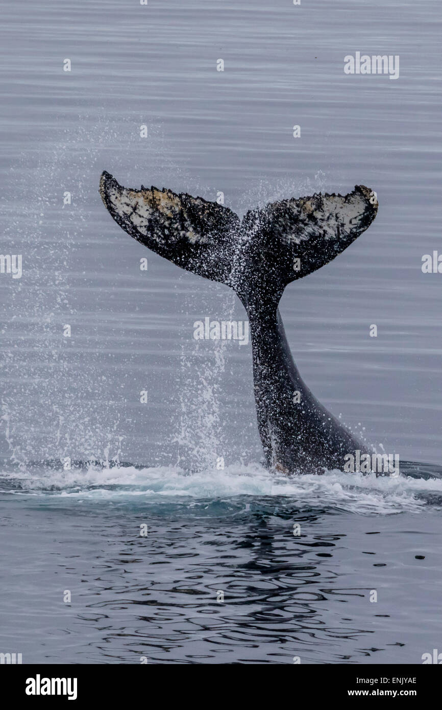 Humpback whale (Megaptera novaeangliae) surface display, tail throw, Useful Island, Antarctica, Polar Regions Stock Photo