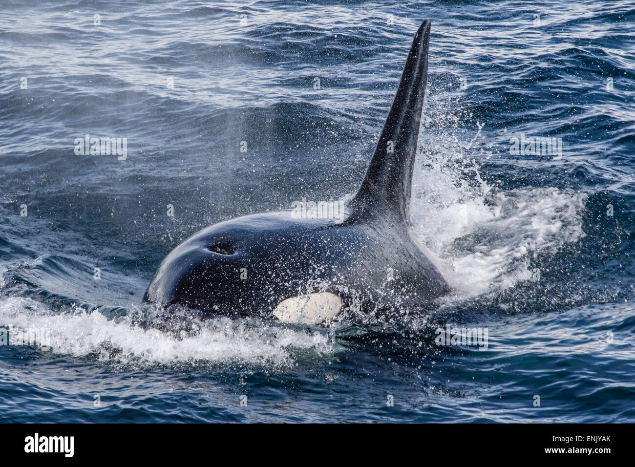 Adult bull Type A killer whale (Orcinus orca) surfacing in the Gerlache Strait, Antarctica, Polar Regions Stock Photo