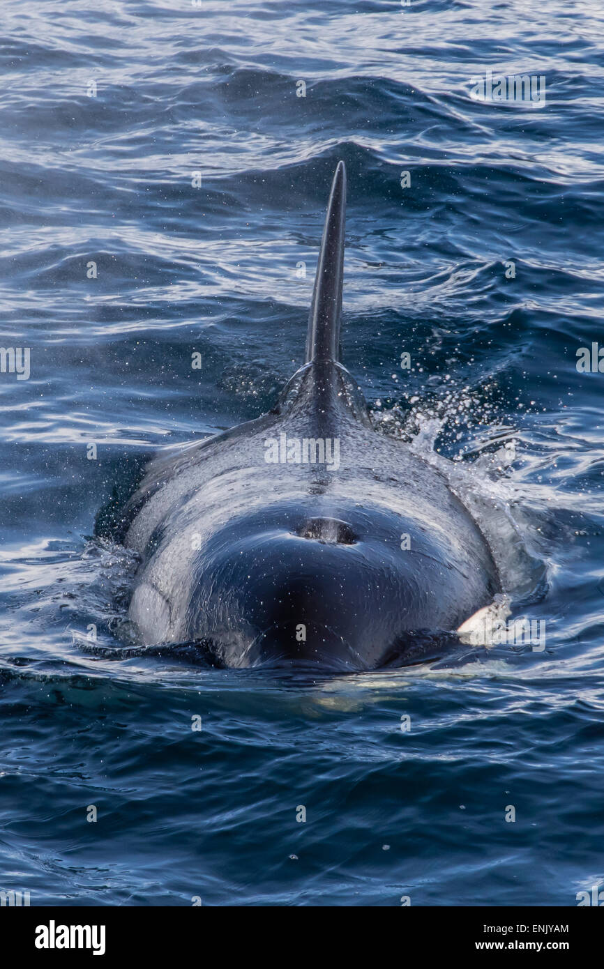 Adult Type A killer whale (Orcinus orca) surfacing in the Gerlache Strait, Antarctica, Polar Regions Stock Photo