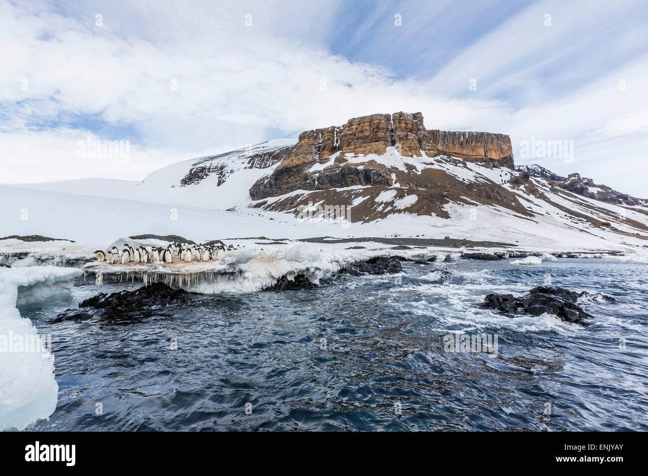 Adelie penguins (Pygoscelis adeliae) at breeding colony at Brown Bluff ...