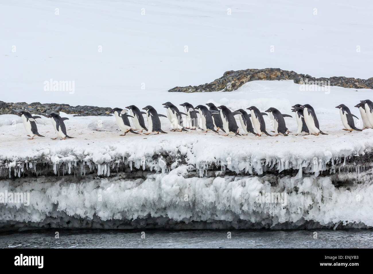 Adelie penguins (Pygoscelis adeliae) at breeding colony at Brown Bluff ...
