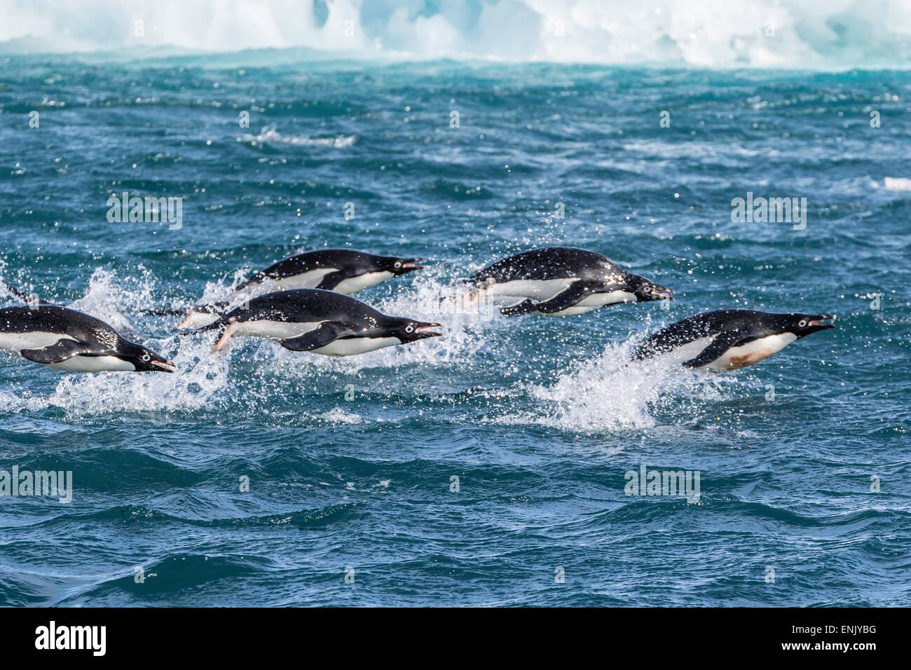 Adelie penguins (Pygoscelis adeliae) porpoising at sea at Brown Bluff, Antarctica, Southern Ocean, Polar Regions Stock Photo