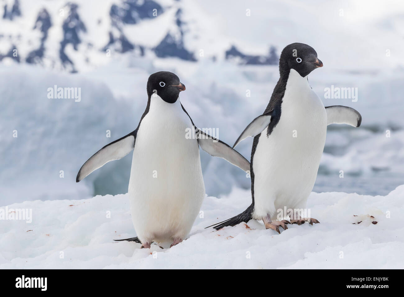 Adelie penguin (Pygoscelis adeliae) pair, at Brown Bluff, Antarctica, Southern Ocean, Polar Regions Stock Photo