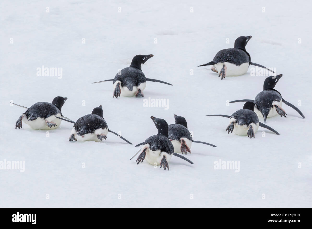 Adelie penguins (Pygoscelis adeliae) tobogganing to the sea at Brown Bluff, Antarctica, Southern Ocean, Polar Regions Stock Photo