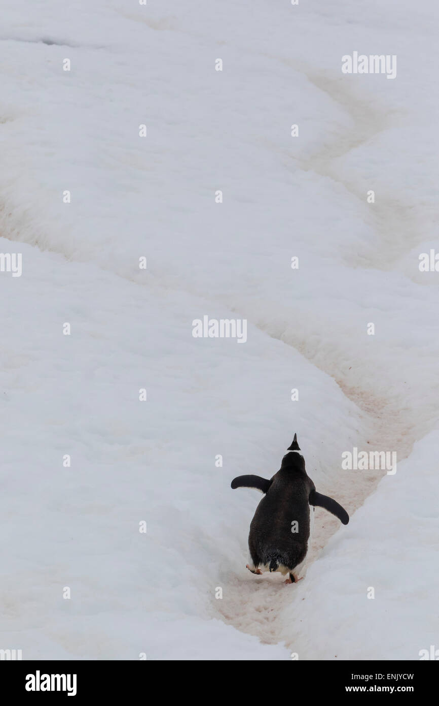 Gentoo penguin (Pygoscelis papua) climbing penguin highway on Cuverville Island, Antarctica, Polar Regions Stock Photo