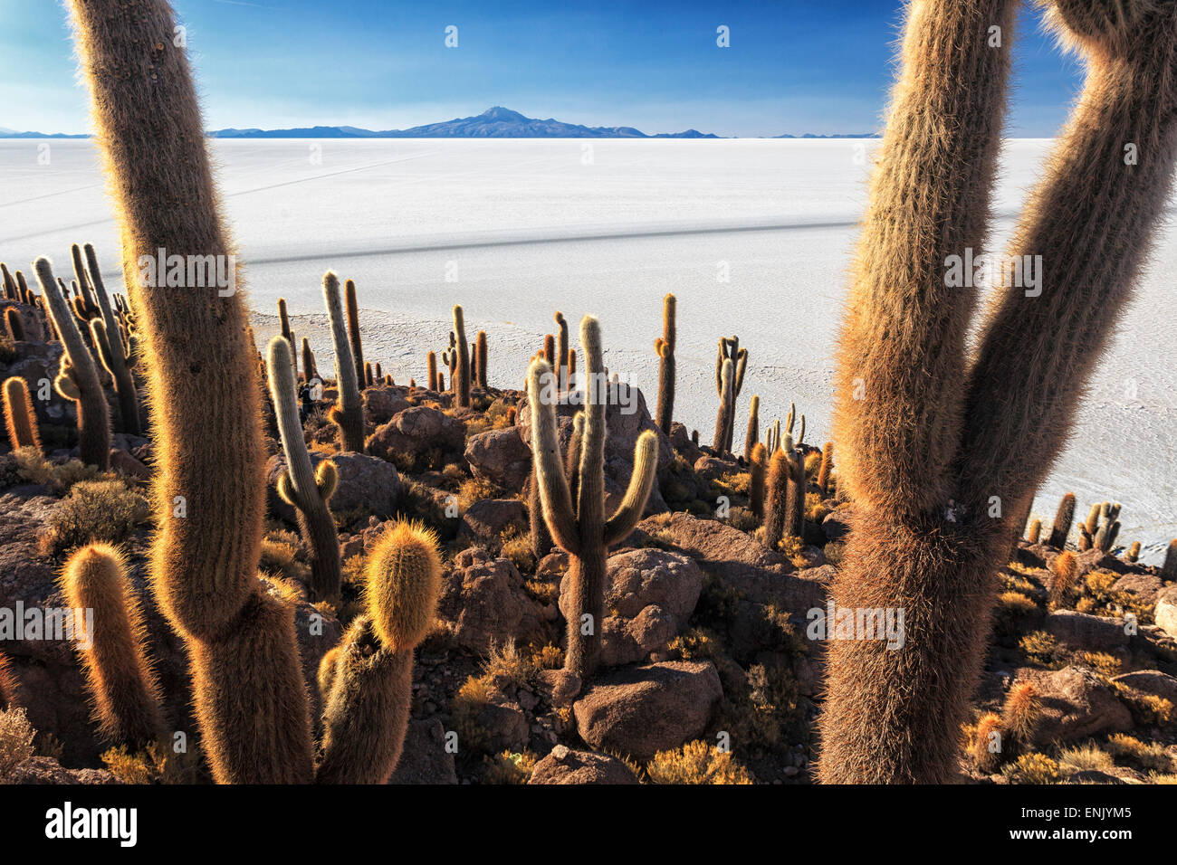 Cacti, Isla Incahuasi, a unique outcrop in the middle of the Salar de Uyuni, Oruro, Bolivia, South America Stock Photo
