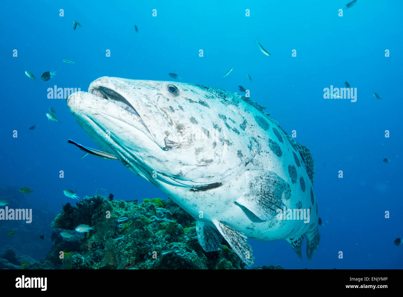 Potato cod (Epinephelus tukula) being cleaned by cleaner wrasse, Cod Hole, Great Barrier Reef, Queensland, Australia Stock Photo