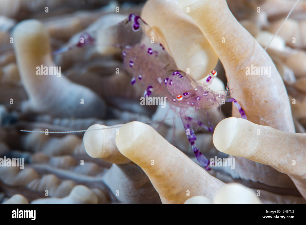 Anemone shrimp (Periclimenes holthuisi) in the tentacles of its host anemome, Queensland, Australia, Pacific Stock Photo