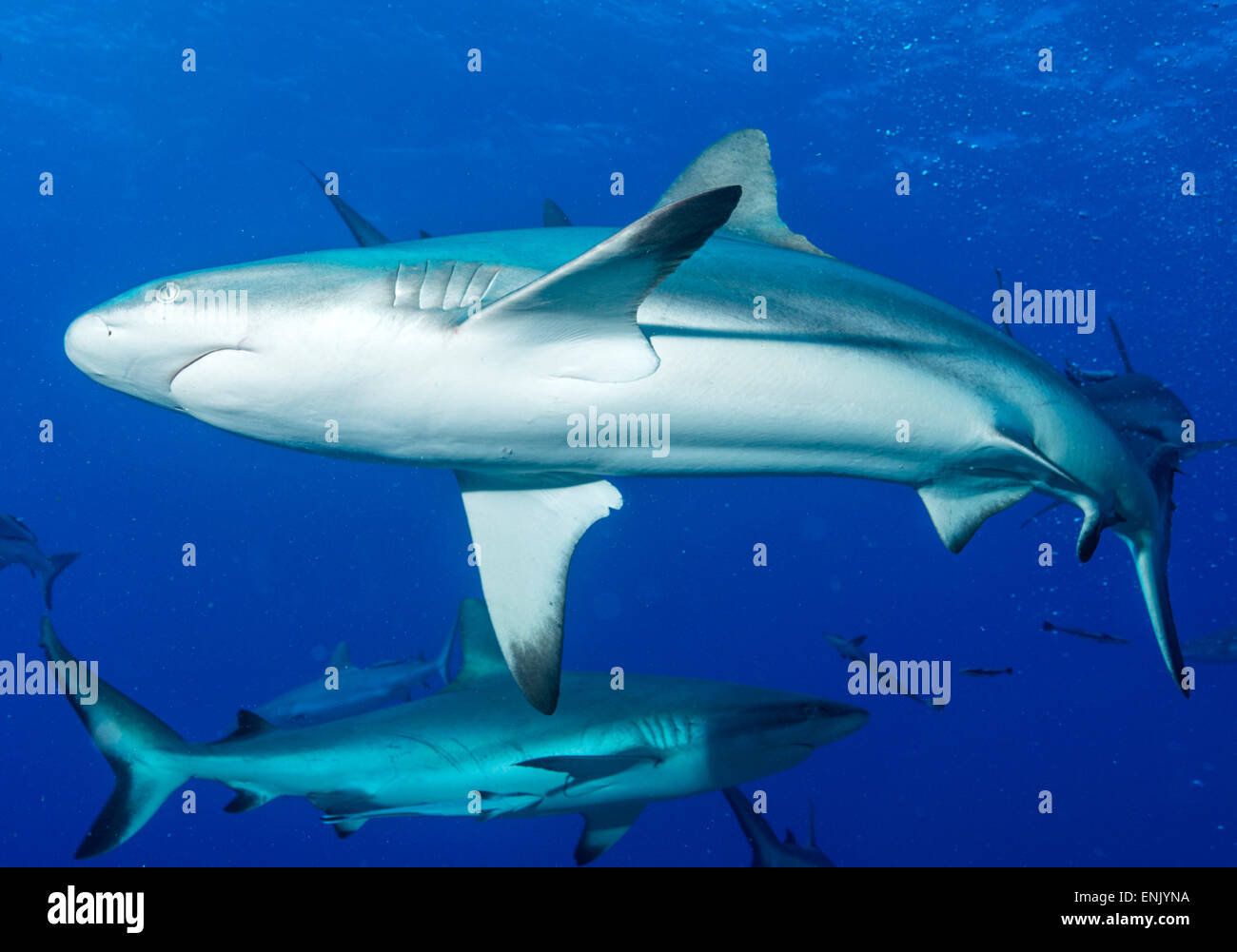 Whitetip reef shark (Triaenodon obesus) is a requiem shark in the genus Carcharinidae, Queensland, Australia, Pacific Stock Photo