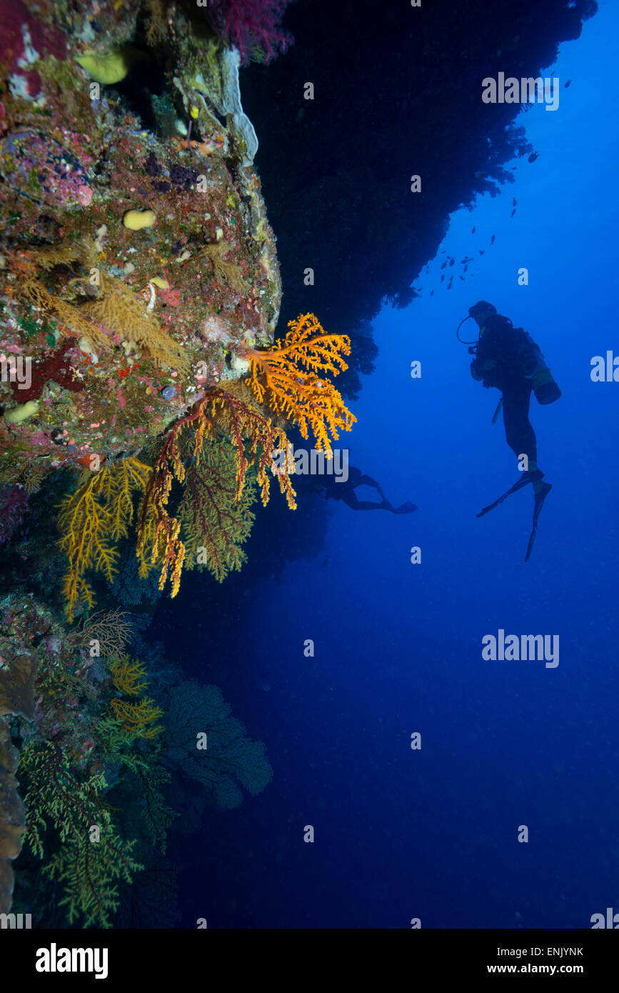 Gorgonian sea fans (Subergorgia mollis) with diver, Queensland, Australia, Pacific Stock Photo