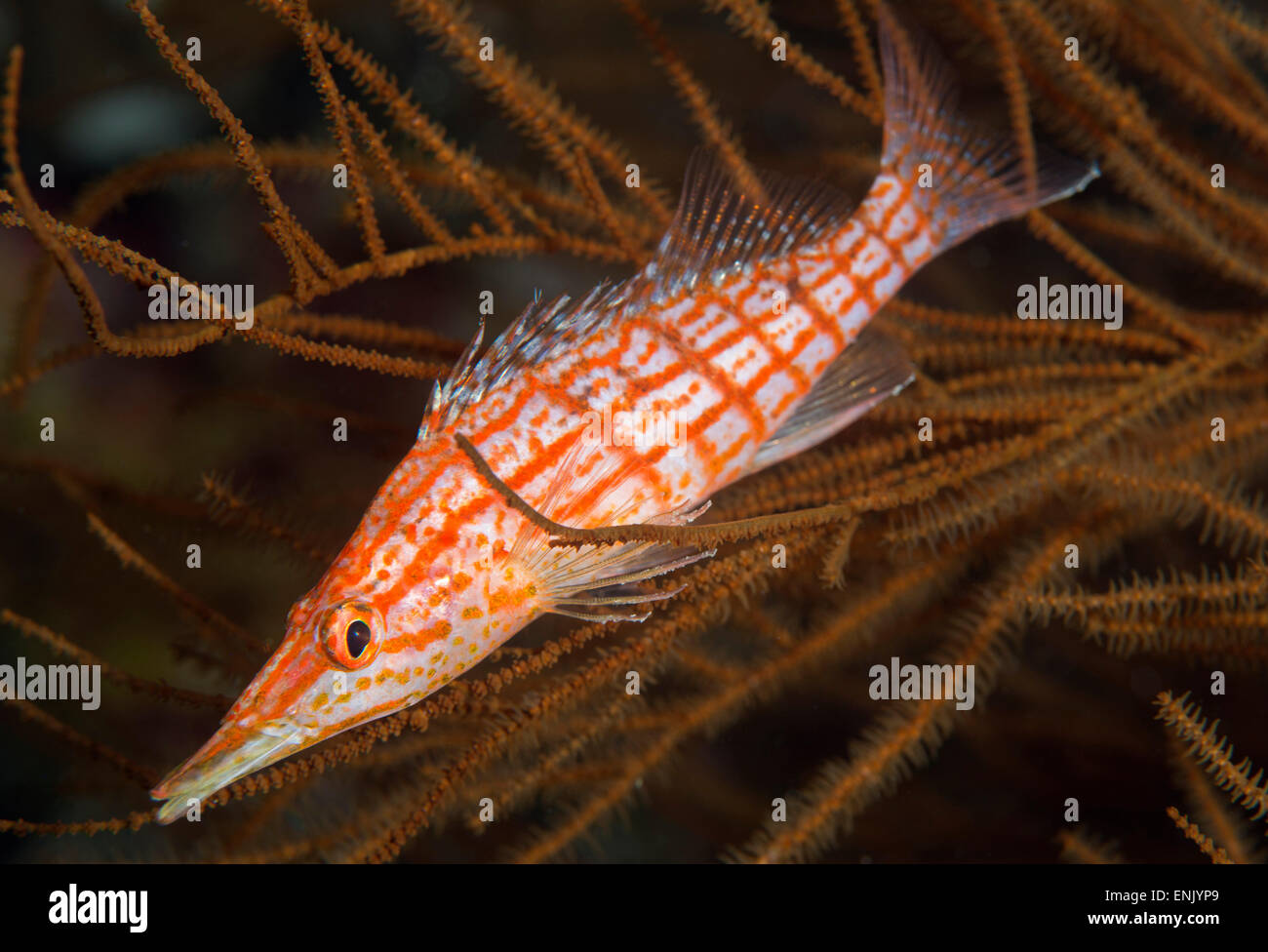 Sea fish long nose hi-res stock photography and images - Alamy