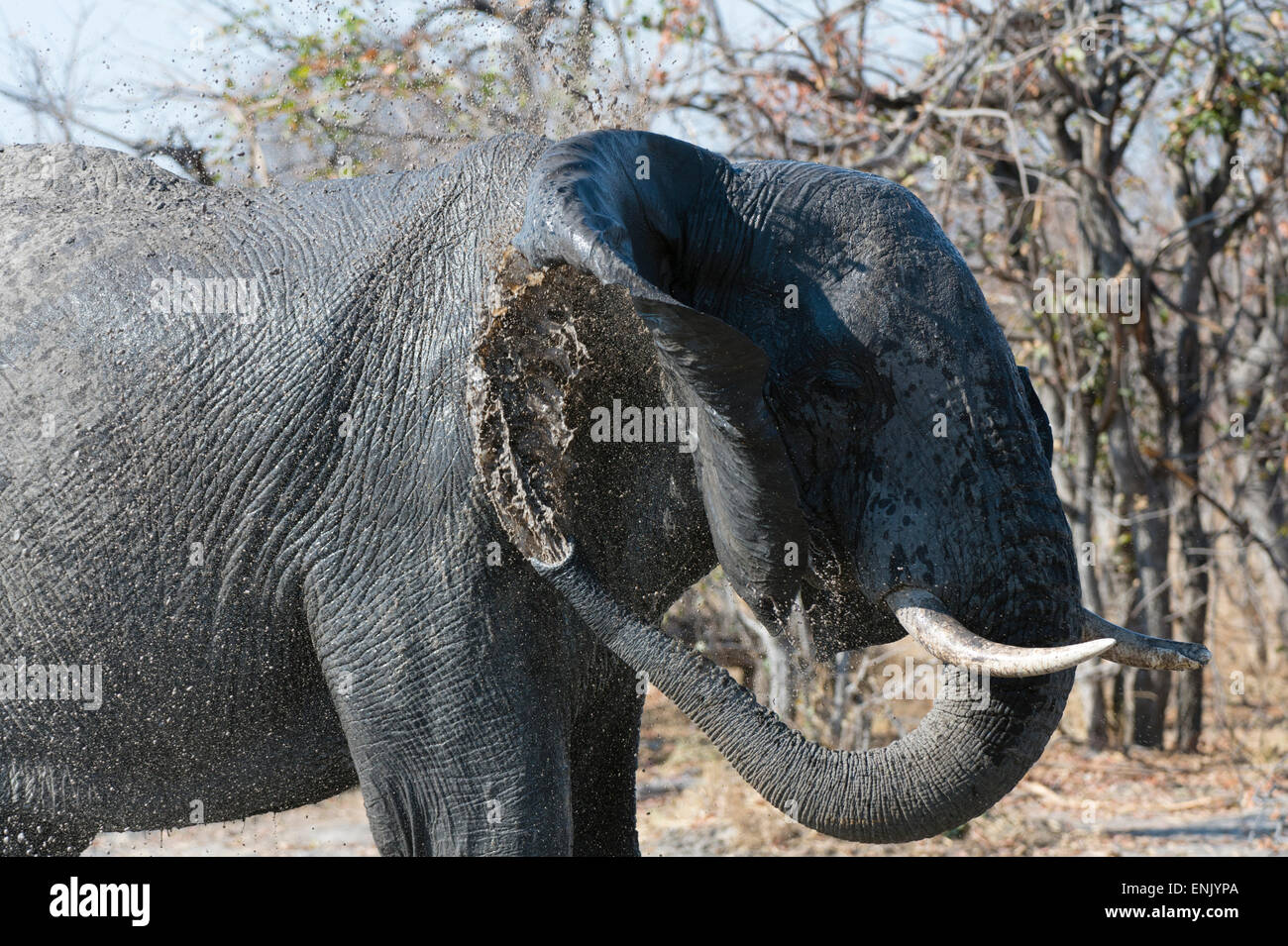 African elephant (Loxodonta africana), Khwai Concession, Okavango Delta, Botswana, Africa Stock Photo