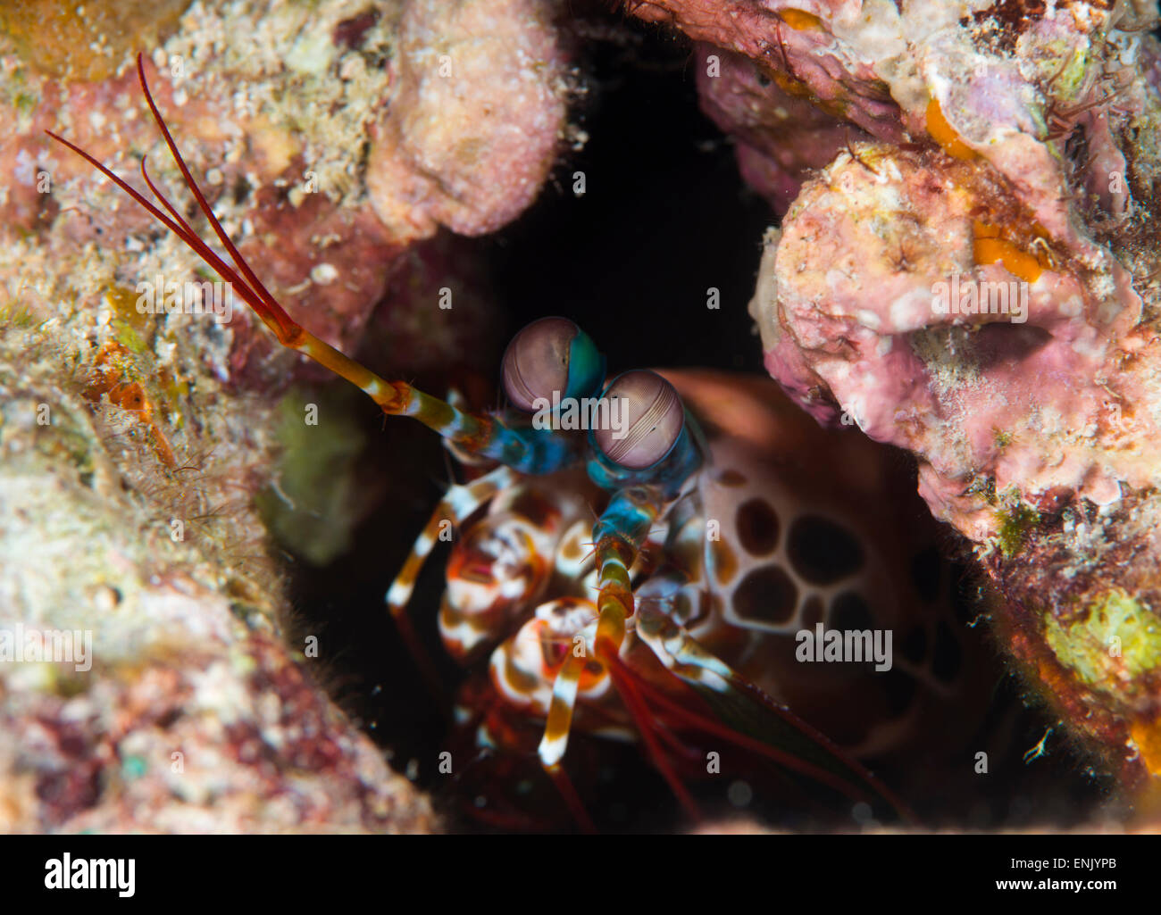 Mantis shrimp (Gonodactylus sp.), a hole dwelling crustacean, Queensland, Australia, Pacific Stock Photo