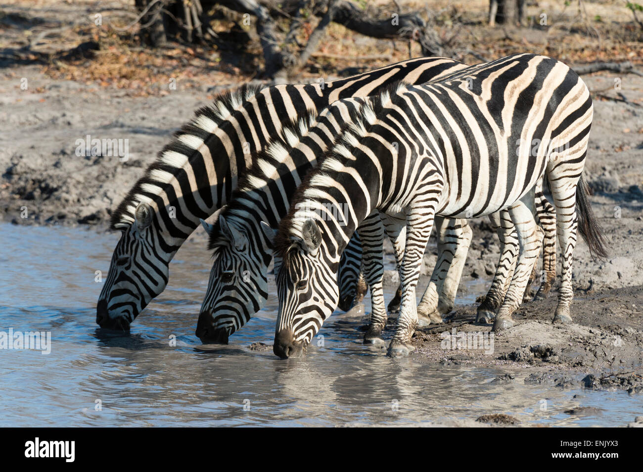 Burchell's zebras (Equus burchelli), Khwai Concession, Okavango Delta, Botswana, Africa Stock Photo