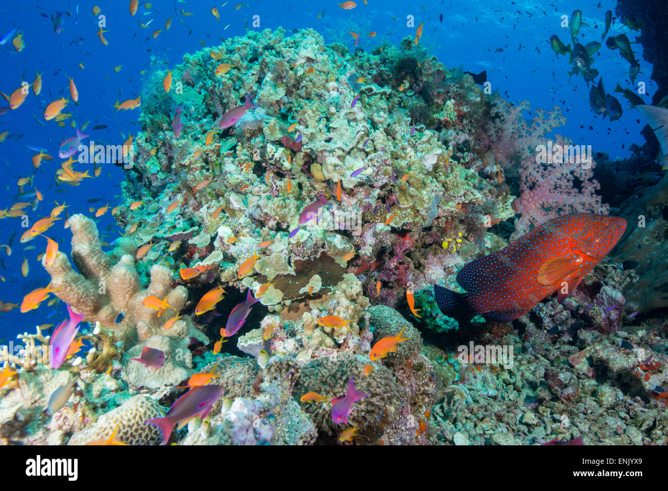 Colourful reef fish plus Leopard Coral grouper with hard and soft corals on reef, Queensland, Australia Stock Photo