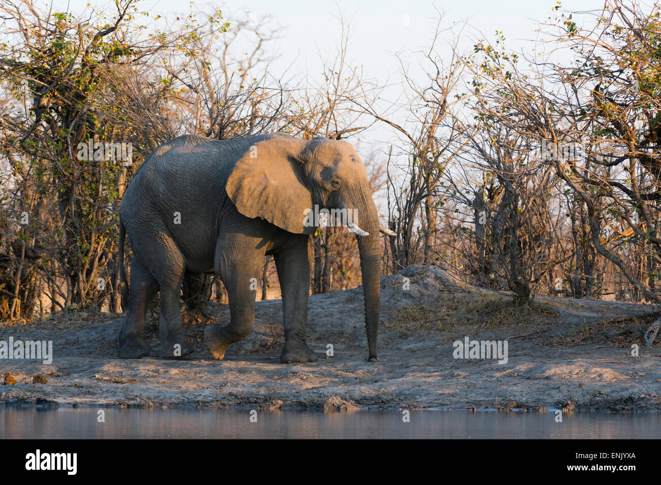 African elephant (Loxodonta africana), Khwai Concession, Okavango Delta, Botswana, Africa Stock Photo