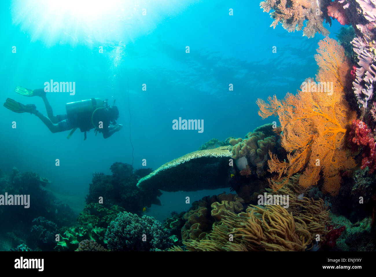 Scuba diver swimming with Gopro in coral landscape at Thetford Reef on the Great Barrier Reef, Cairns, Queensland, Australia Stock Photo