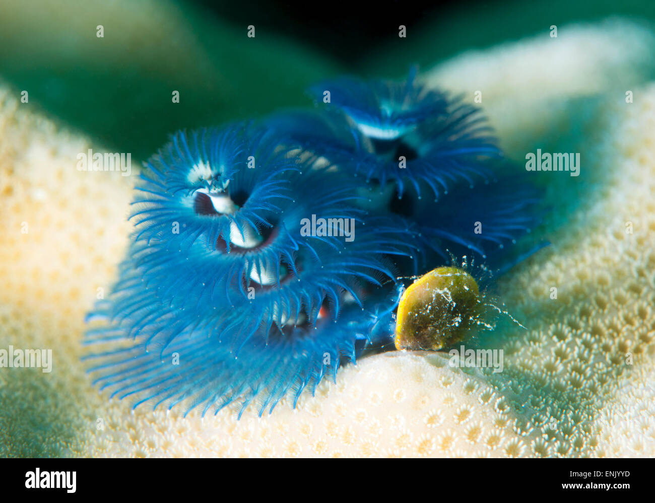 Blue Christmas tree worm (Spirobranchus giganteus), Cairns, Queensland, Australia, Pacific Stock Photo