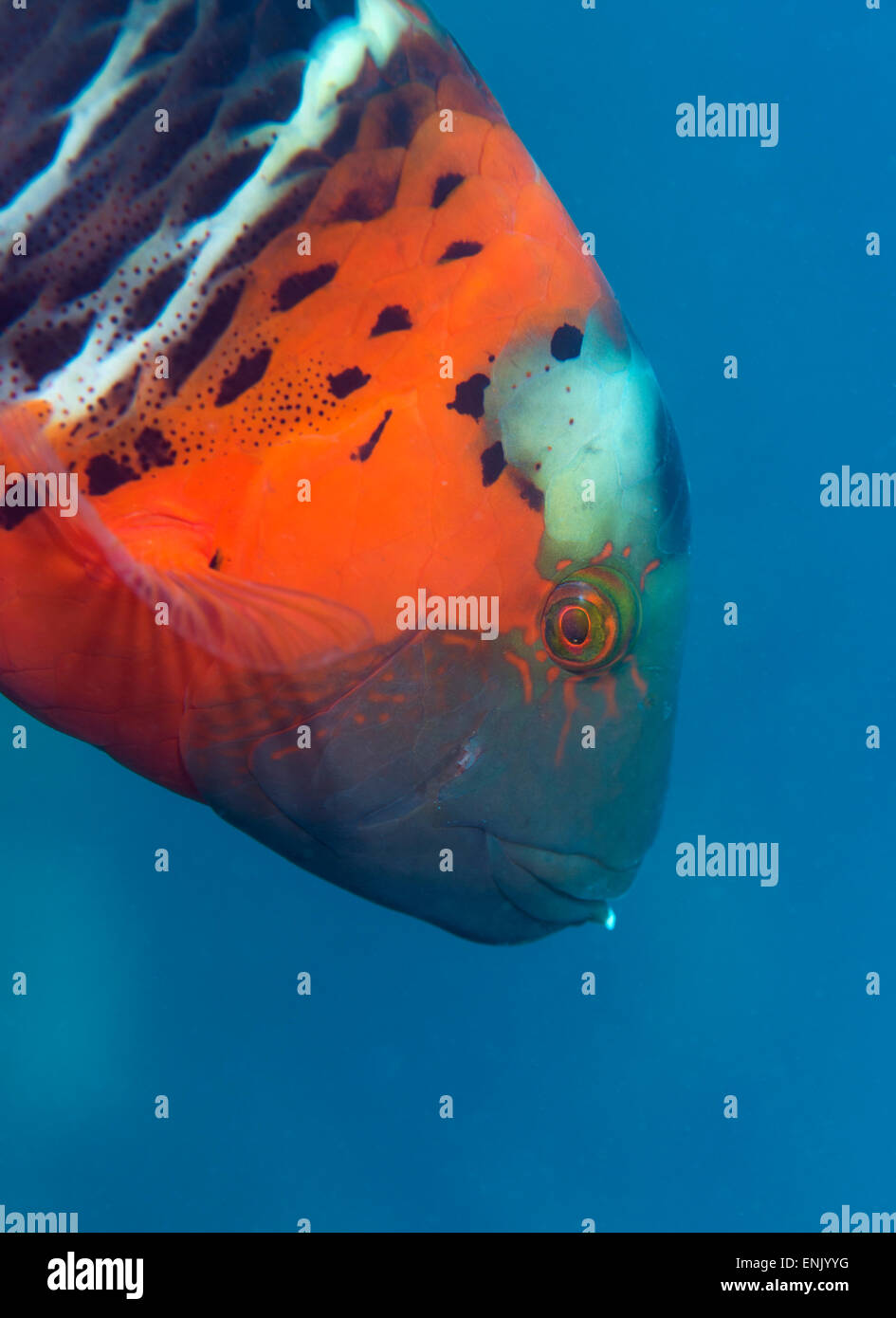 Red-banded Wrasse (Cheilinus fasciatus), Cairns, Queensland, Australia, Pacific Stock Photo