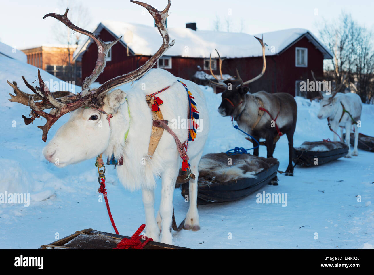 Reindeer, Winter Festival, Jokkmokk, Lapland, Arctic Circle, Sweden, Scandinavia, Europe Stock Photo