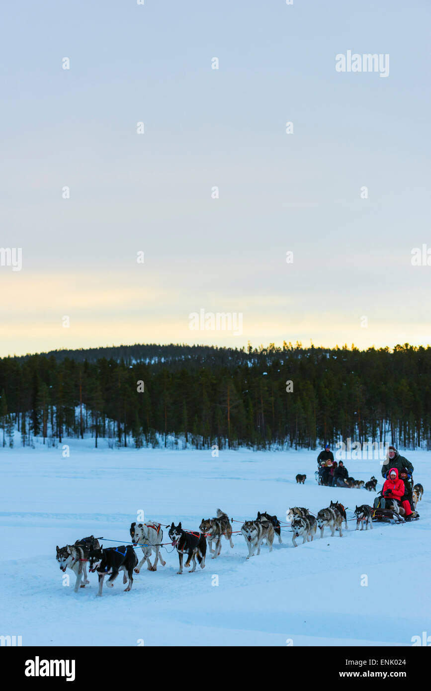 Dog sledding, Jokkmokk, Lapland, Arctic Circle, Sweden, Scandinavia, Europe Stock Photo