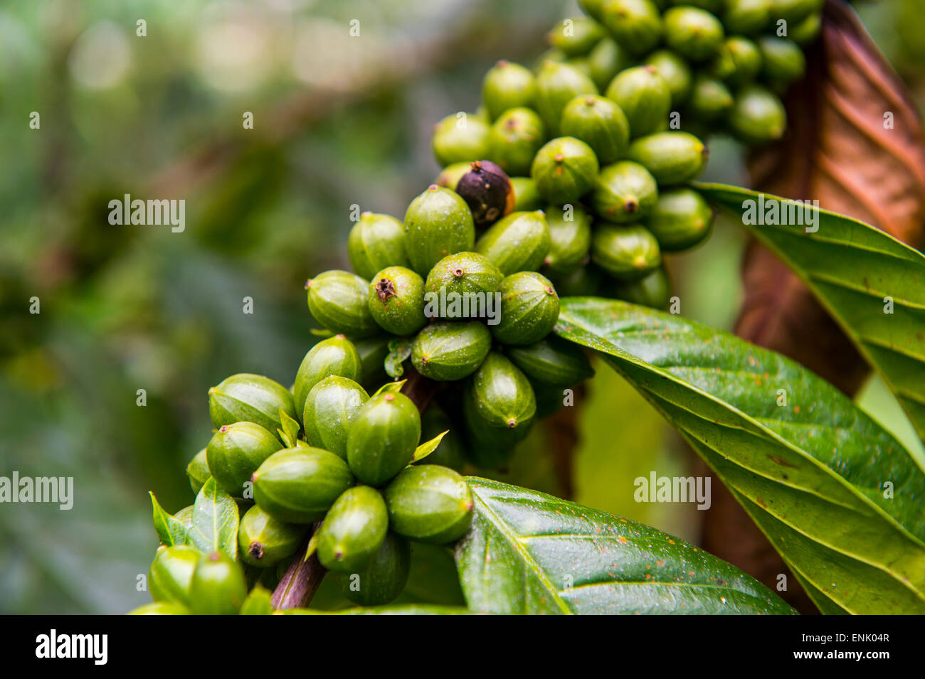 Close up of coffee beans (Rubiaceae) on a coffee plantation in the jungle of Sao Tome, Sao Tome and Principe, Atlantic Ocean Stock Photo