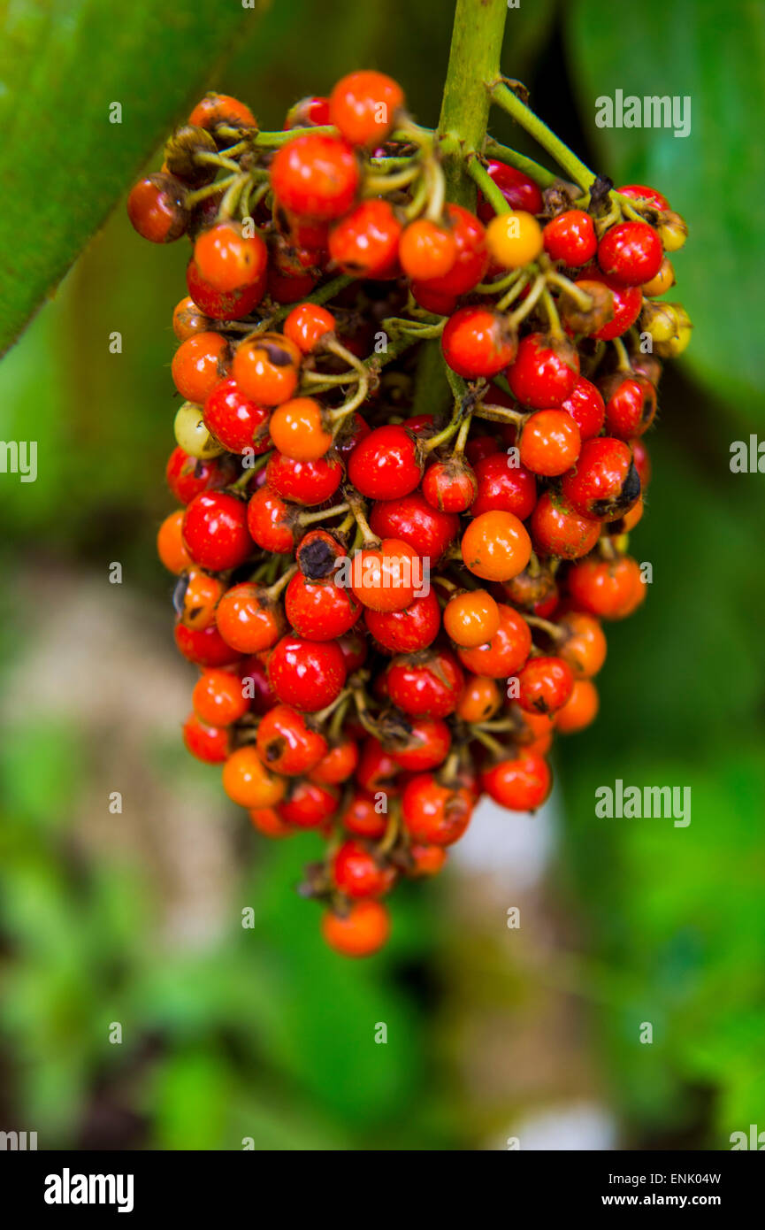 Close-up of red coffee berries (Rubiaceae) in the Botanic Garden of Bom Sucesso, Sao Tome, Sao Tome and Principe, Atlantic Ocean Stock Photo