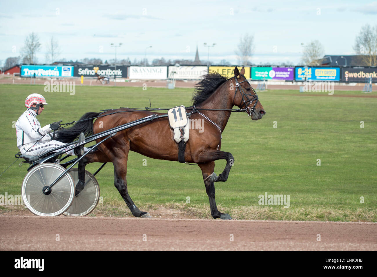 Harness driver Flemming Jense in the sulky preparing O'Grady for a race