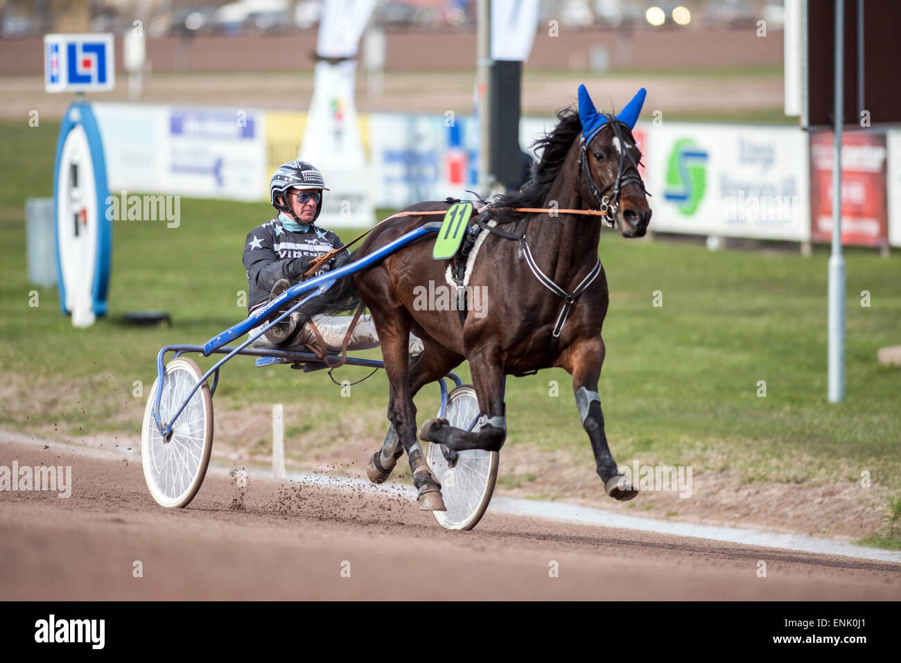 Harness driver Åle Lindblom in the sulky preparing Sauveur for a race