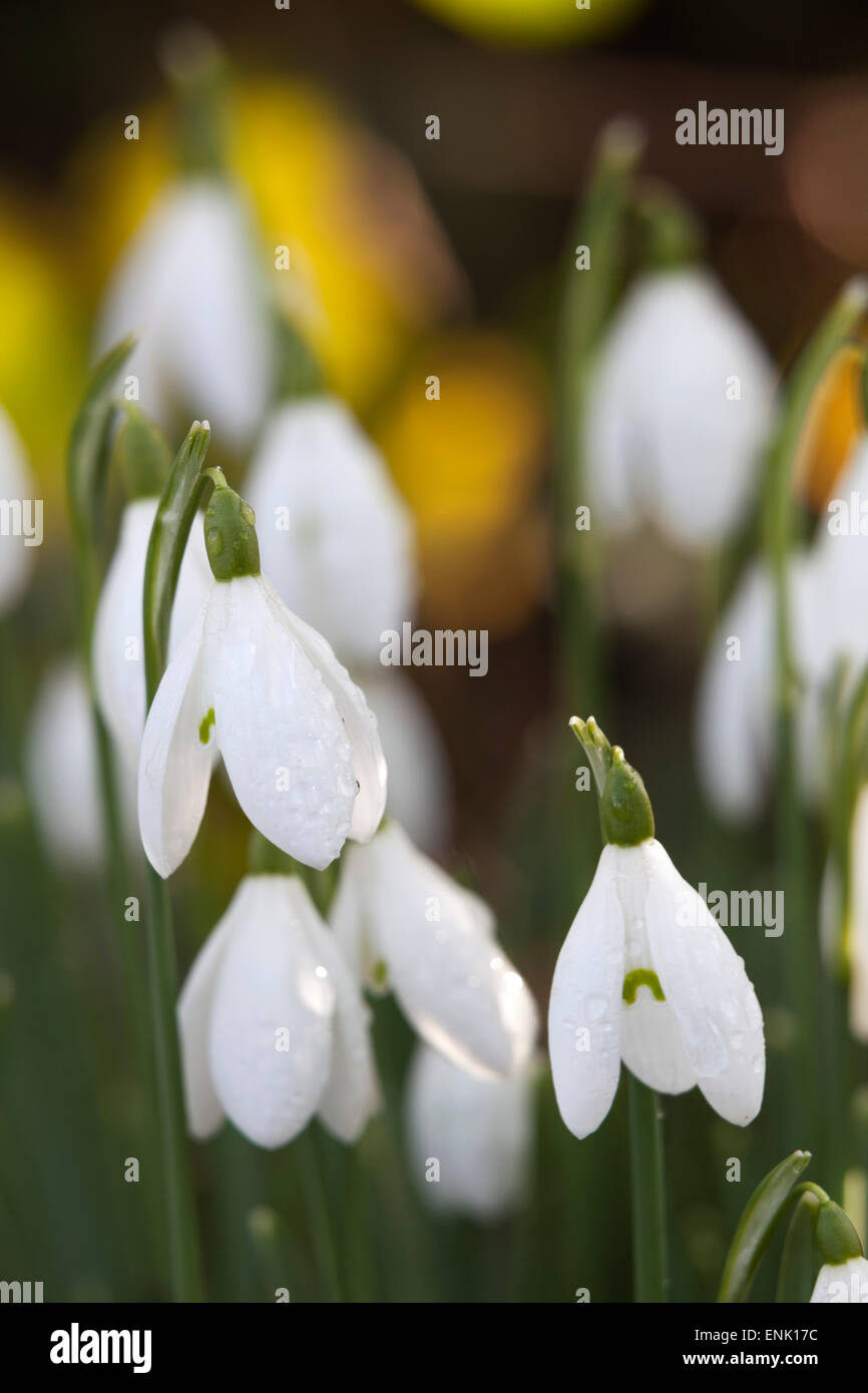 Snowdrops, Cotswolds, Gloucestershire, England, United Kingdom, Europe Stock Photo