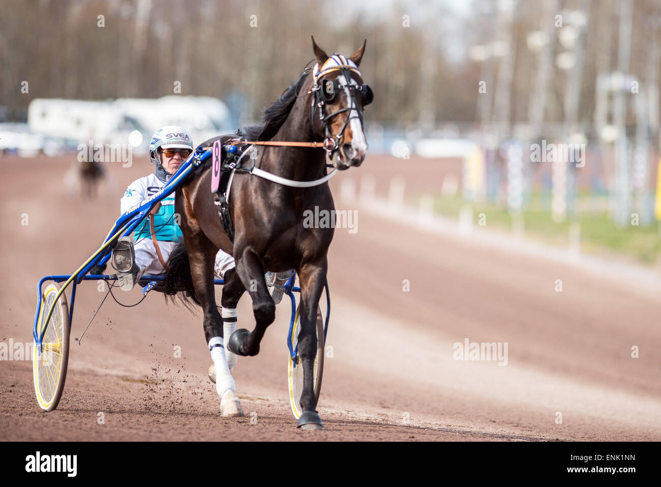 Harness racing swedish horse hires stock photography and images Alamy