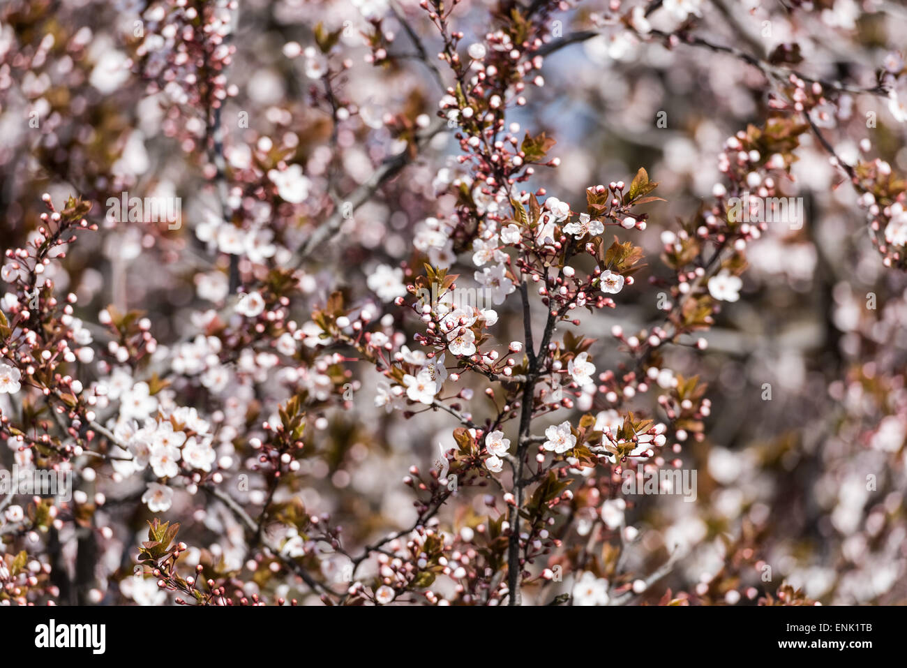 Plum Flowers Stock Photo Image Of Blooming, Garden, Blossom   54597062