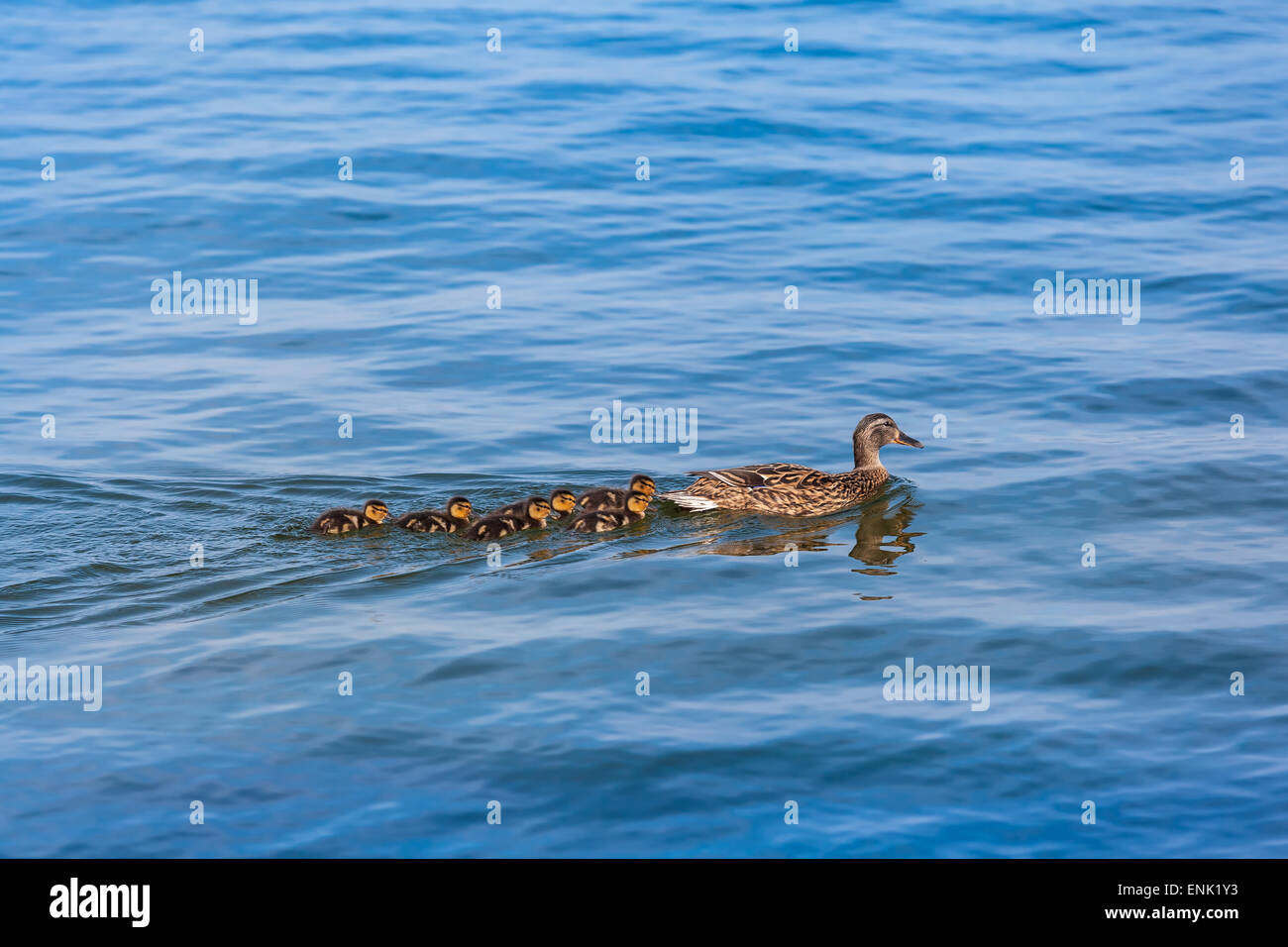 Helping the ducks hi-res stock photography and images - Alamy