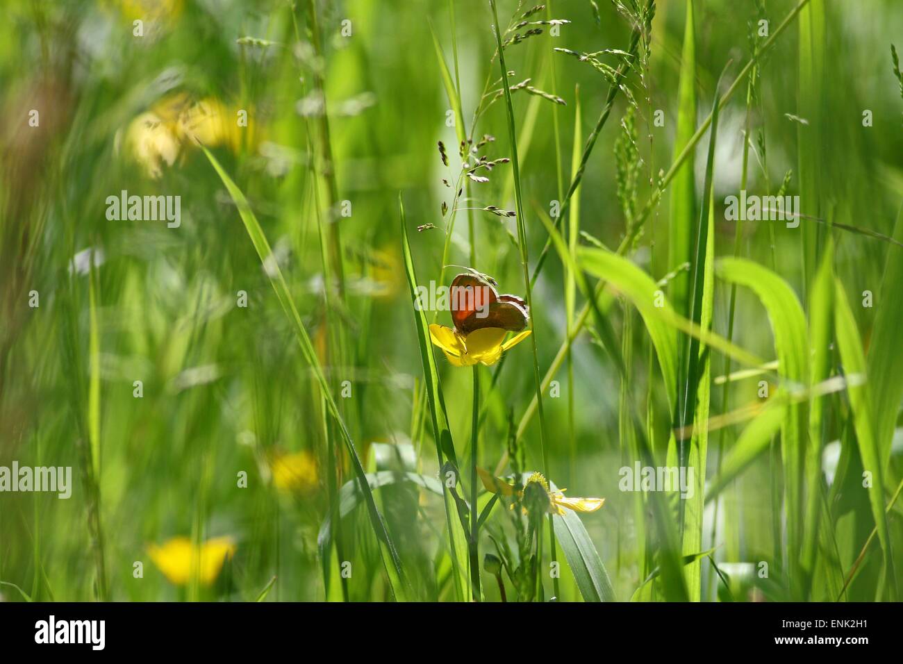 tiny butterfly in tall wild grass Stock Photo