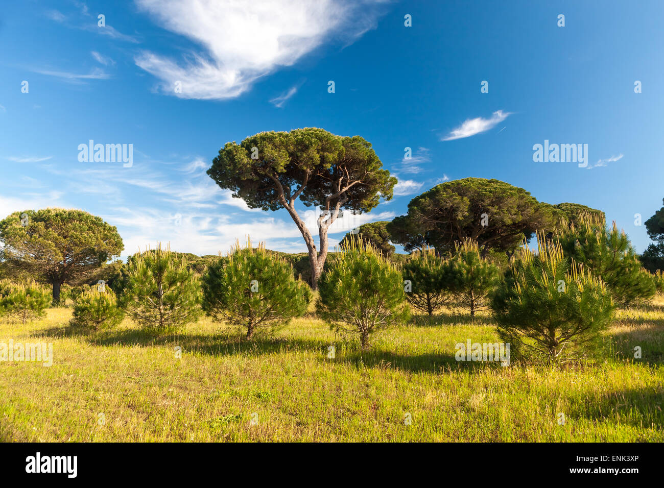 Italian stone pine Stock Photo - Alamy