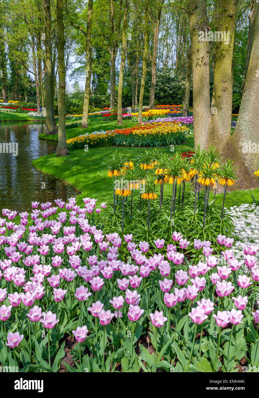 Tulips of Keukenhof - largest flower garden in Holland Stock Photo - Alamy