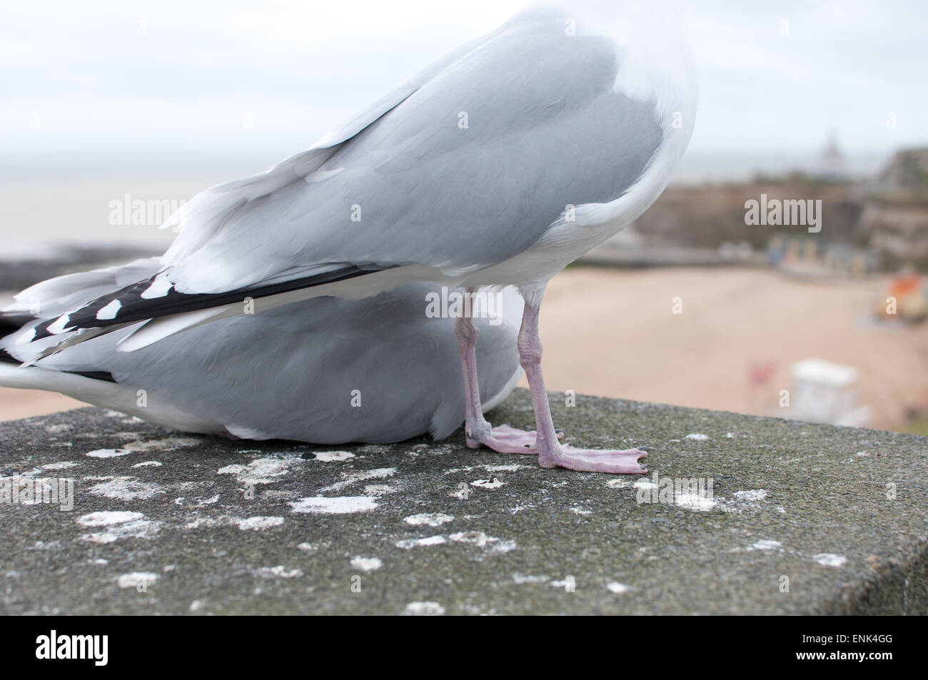 seagulls Stock Photo
