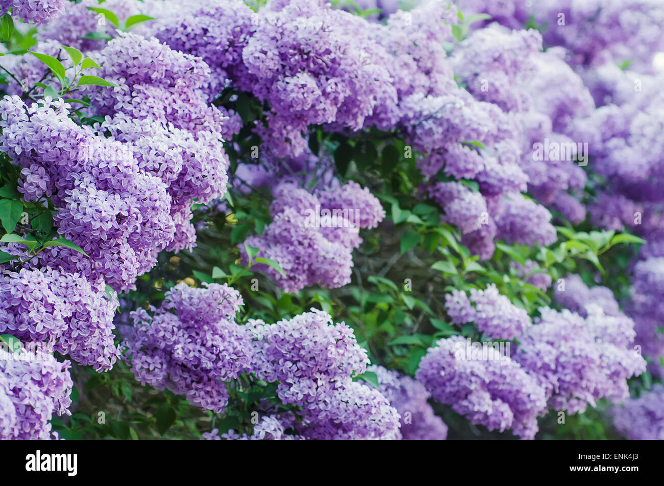 Spring lilac flowers Stock Photo - Alamy