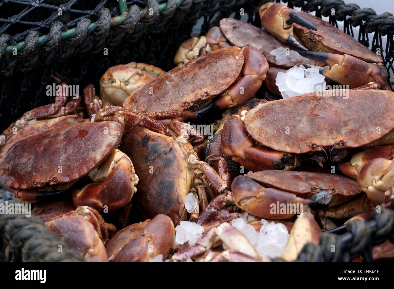 Freshly Caught Scottish Brown Crab Stock Photo - Alamy