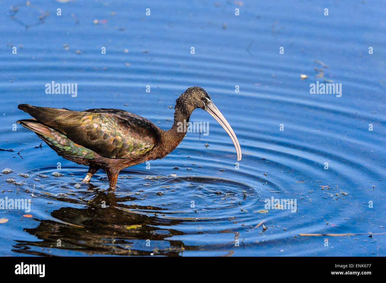 glossy ibis, plegadis falcinellus Stock Photo