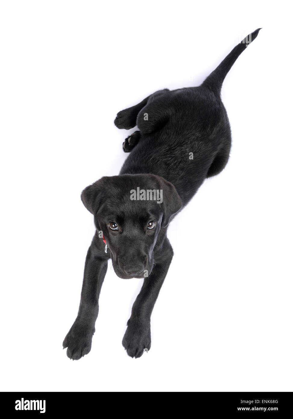 Cute black Labrador Retriever puppy cut out isolated on white background Stock Photo