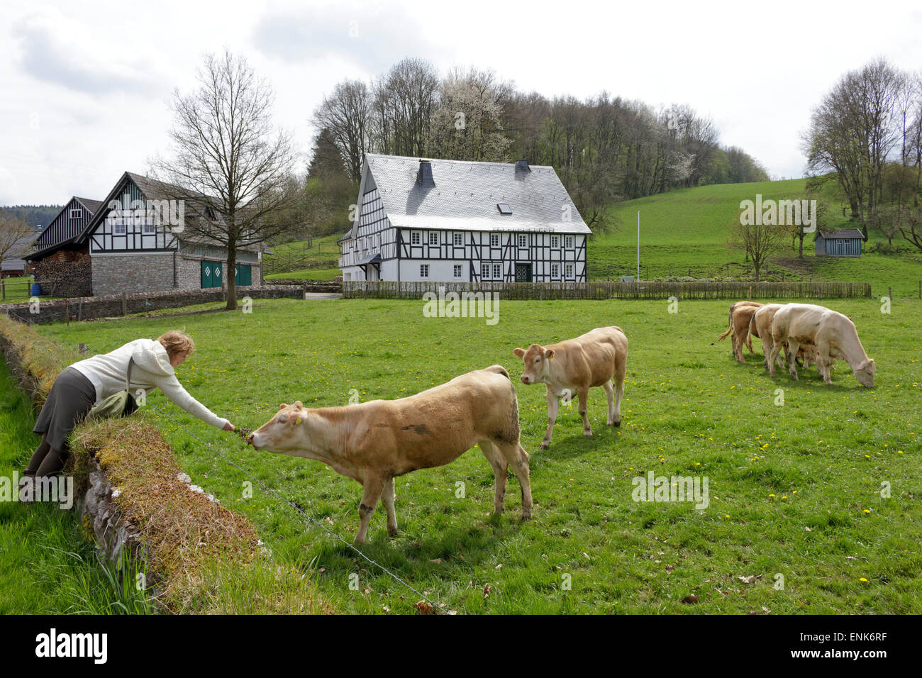 woman feeding cattle in front of a frame house in Niederhelden, Sauerland, North Rhine-Westfalia, Germany Stock Photo