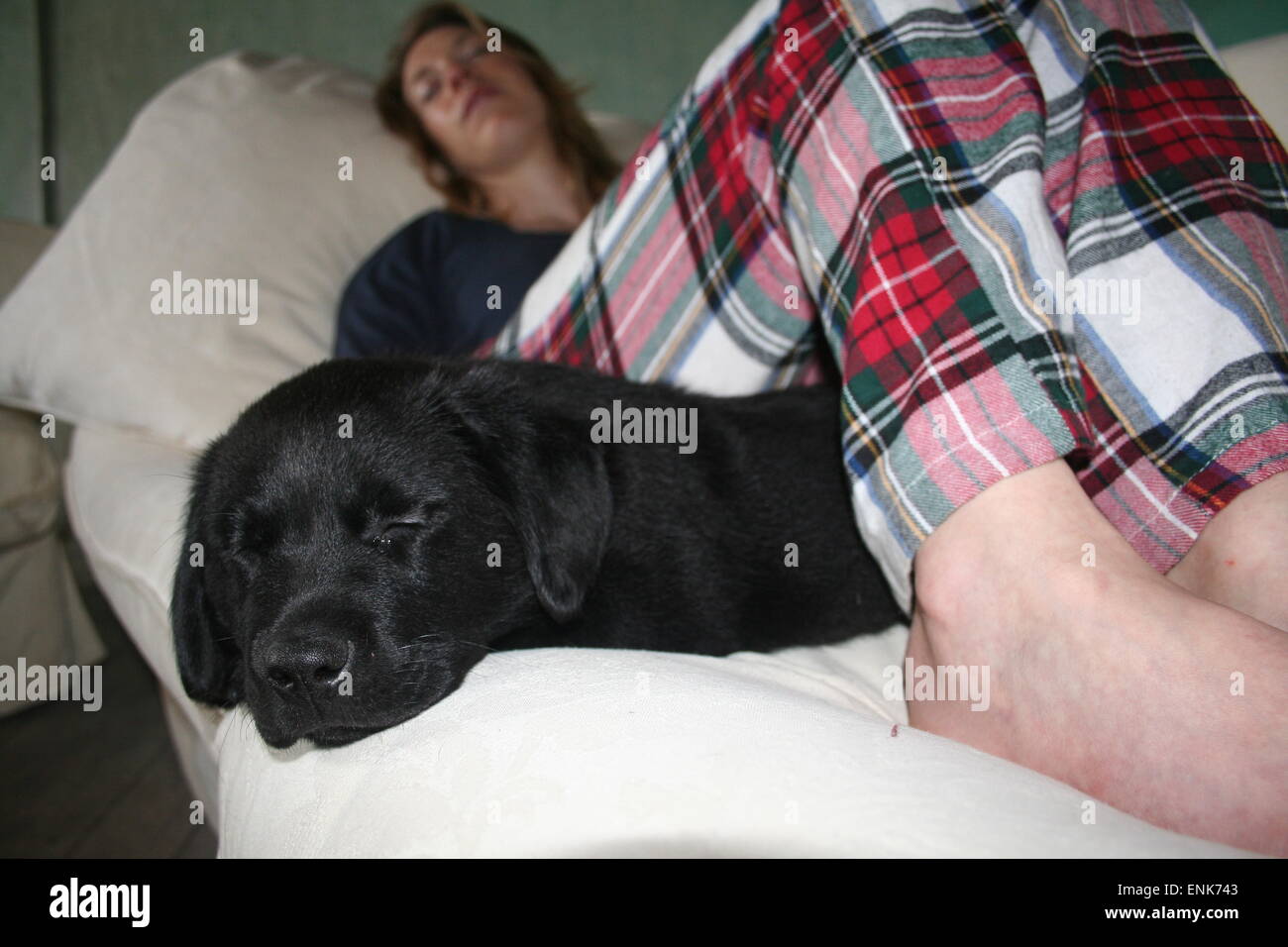 Puppy sleeping under ladies legs, on the couch Stock Photo Alamy